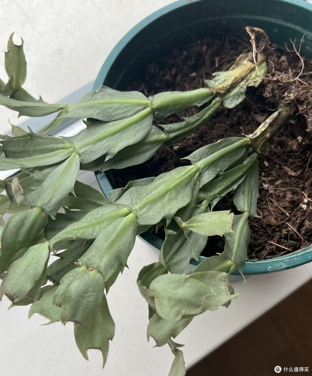 蟹爪兰最爱的3种天然肥，1个月用1次，花苞又大又密，见花不见叶