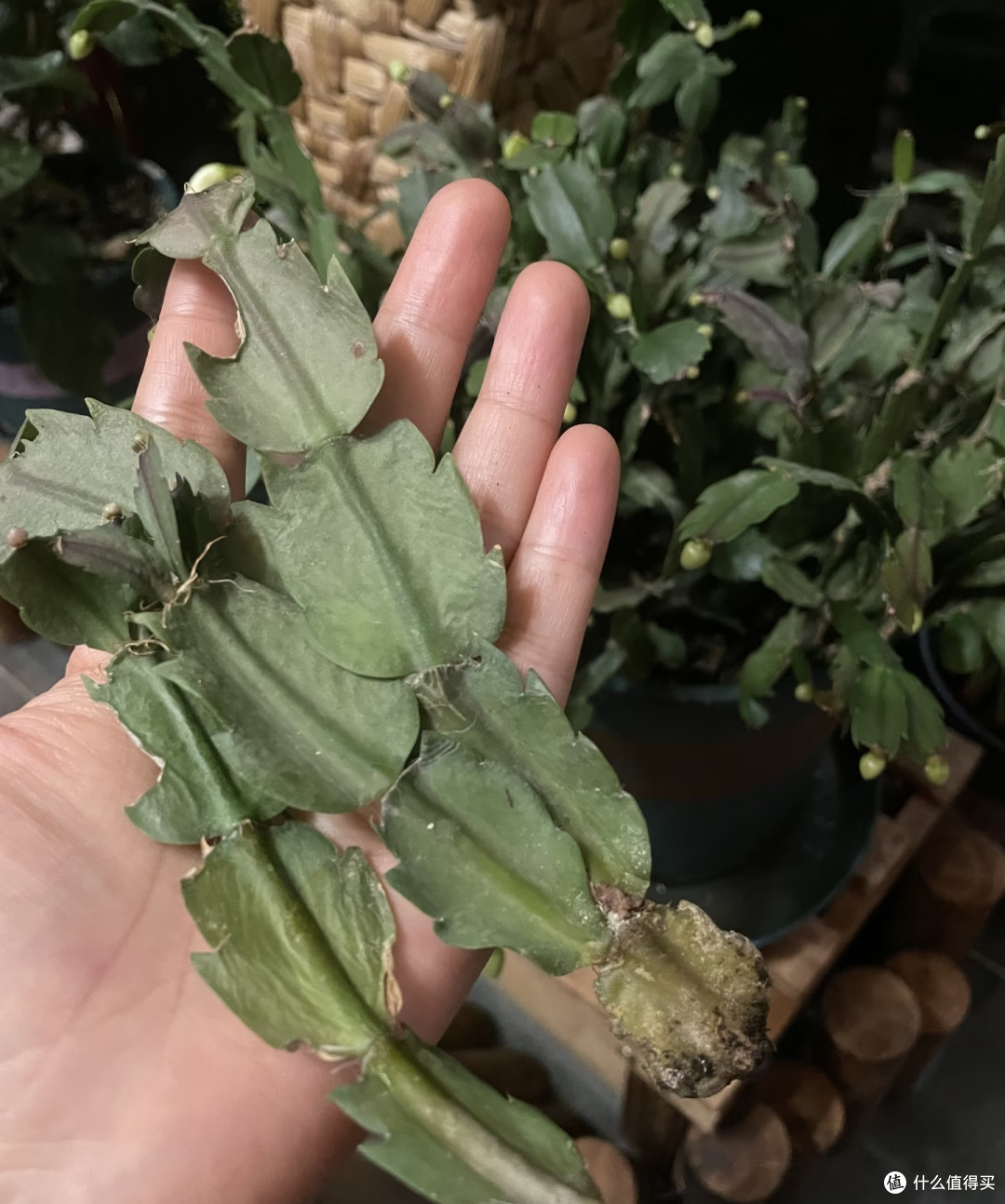蟹爪兰最爱的3种天然肥，1个月用1次，花苞又大又密，见花不见叶