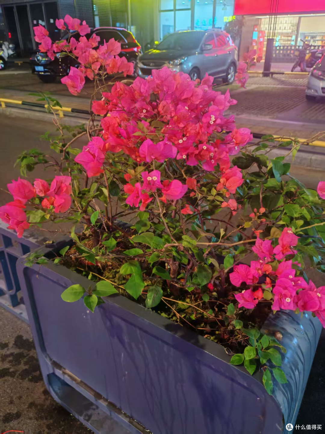 本地人私藏!福州居家待客茉莉花茶选购实测