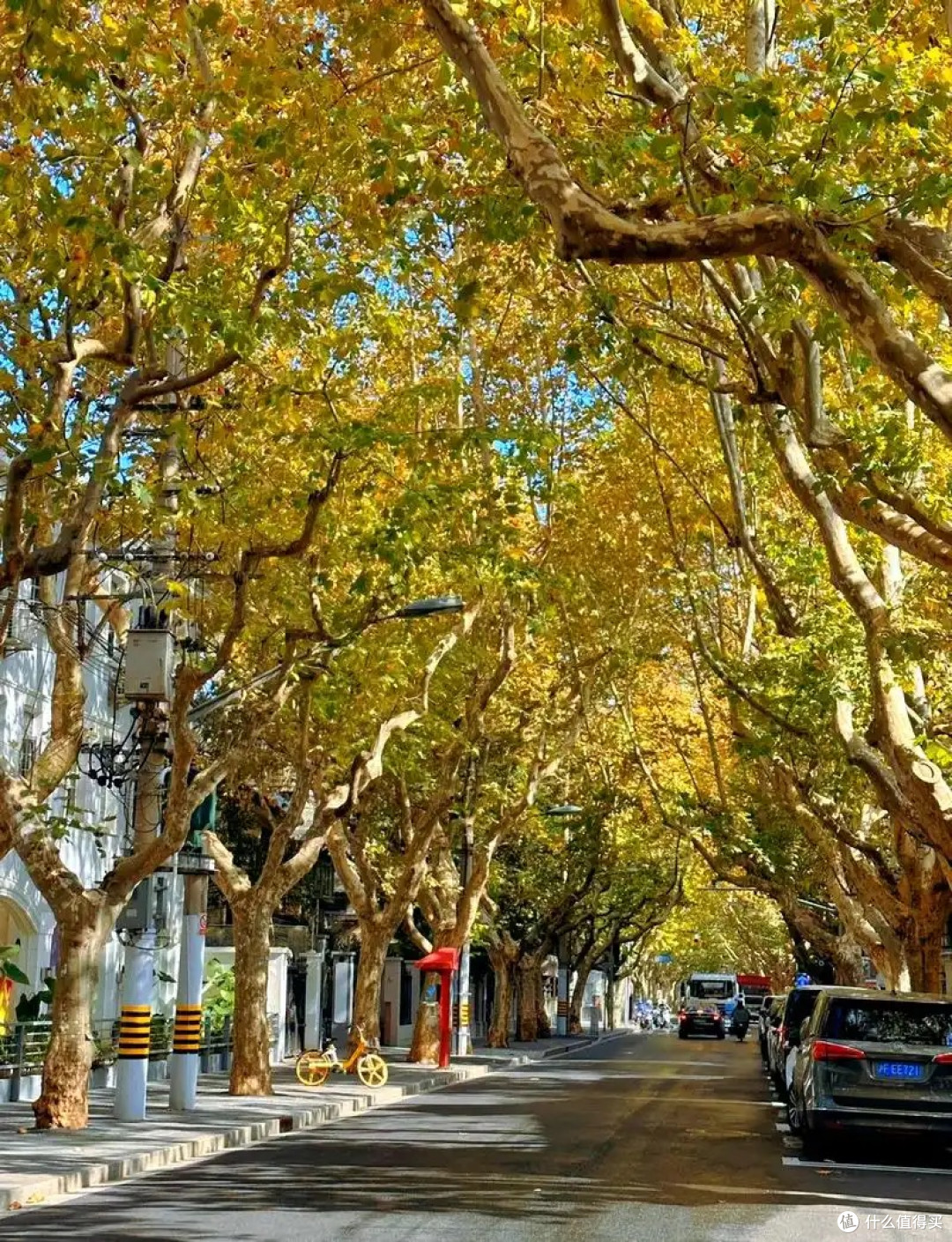 上海梧桐街区街景示意：秋叶落在人行道上，通勤的节奏也慢了半拍。