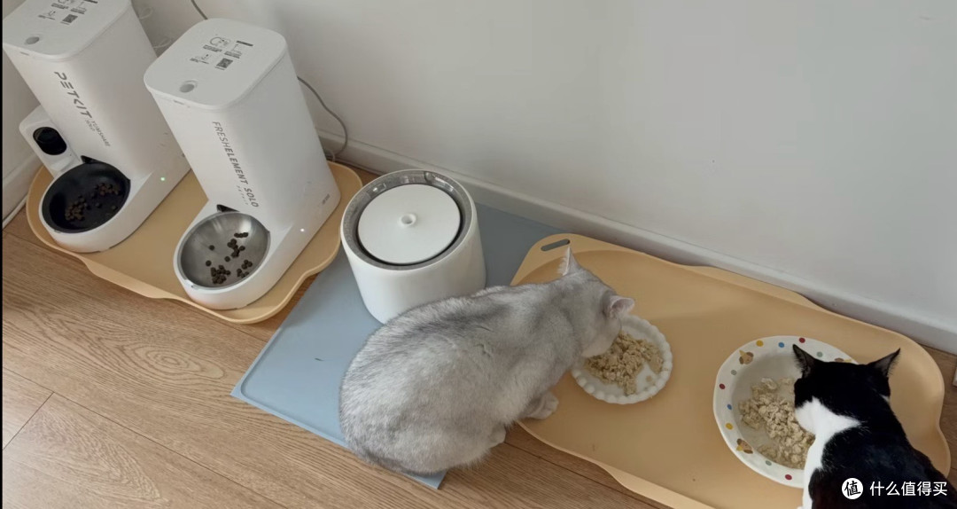 我把猫的命交给了一台299块的机器，它满粮提示空桶，一粒没出