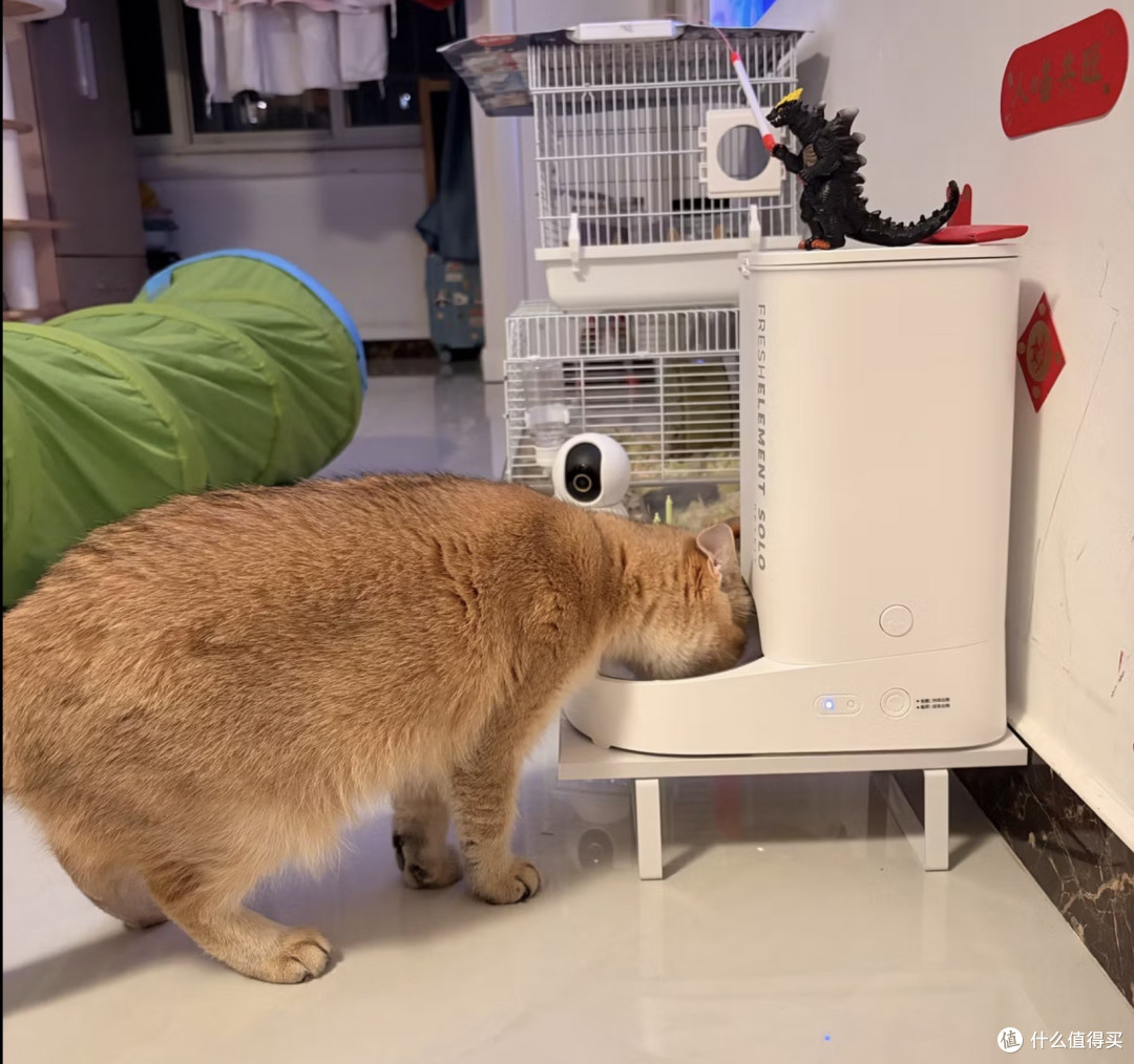 我把猫的命交给了一台299块的机器，它满粮提示空桶，一粒没出