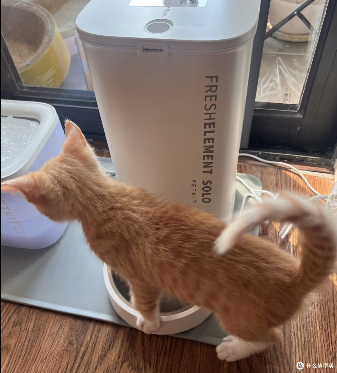 我把猫的命交给了一台299块的机器，它满粮提示空桶，一粒没出