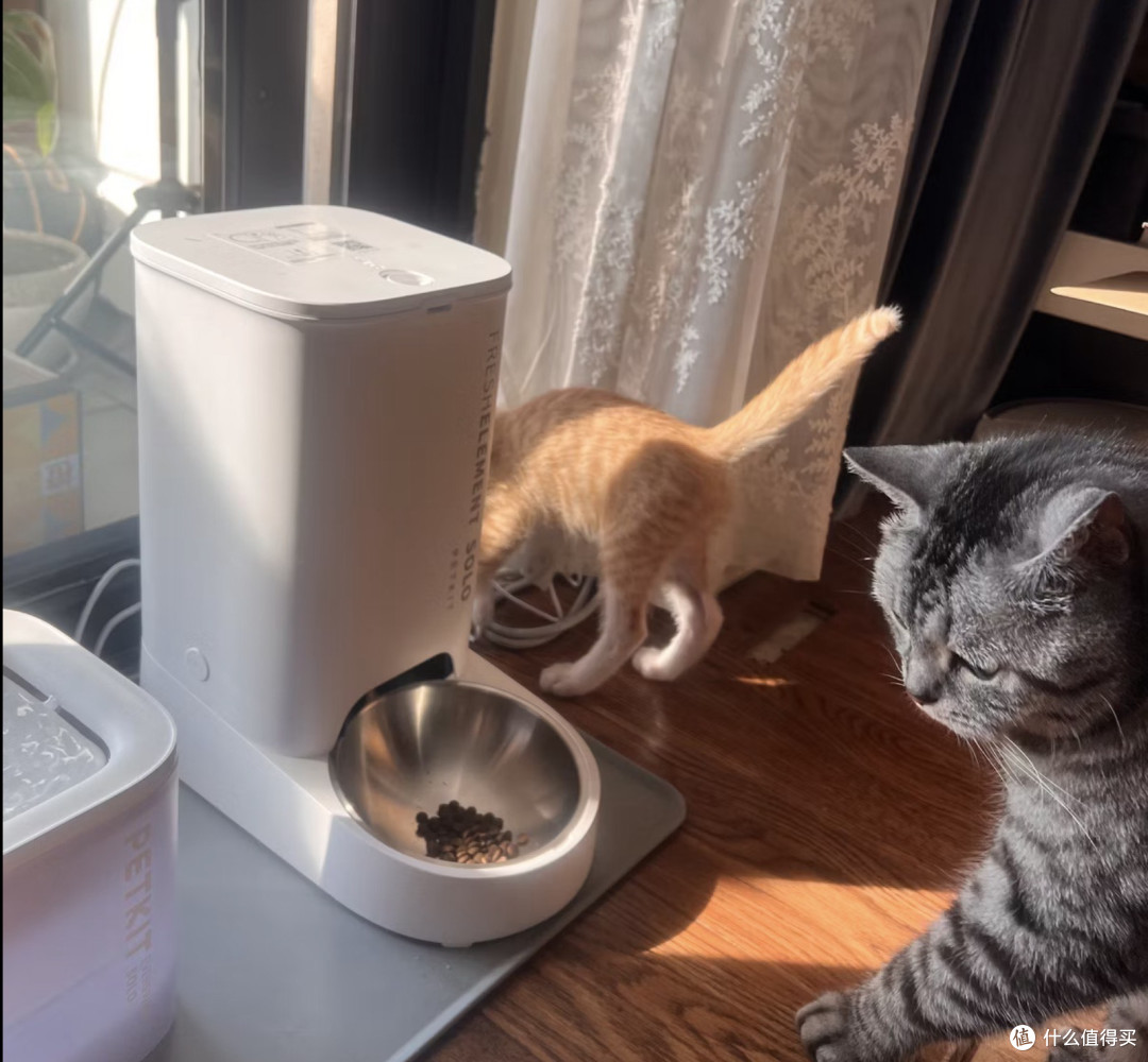 我把猫的命交给了一台299块的机器，它满粮提示空桶，一粒没出