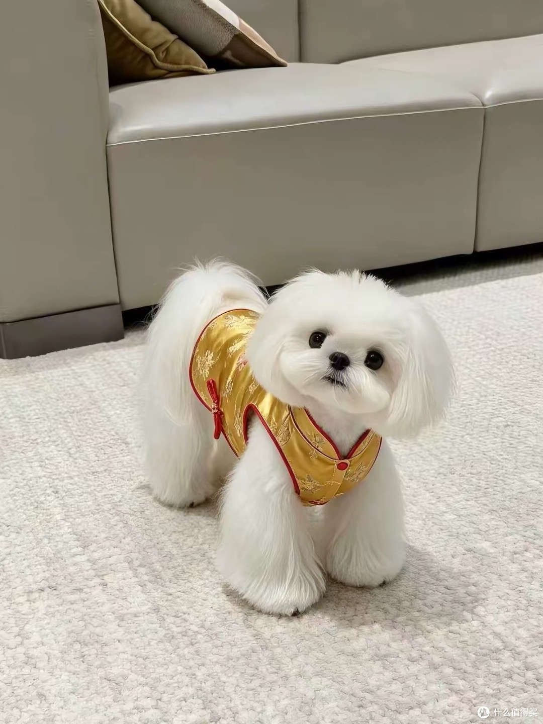 汉服款猫咪也能穿,领口袖口不卡脖子