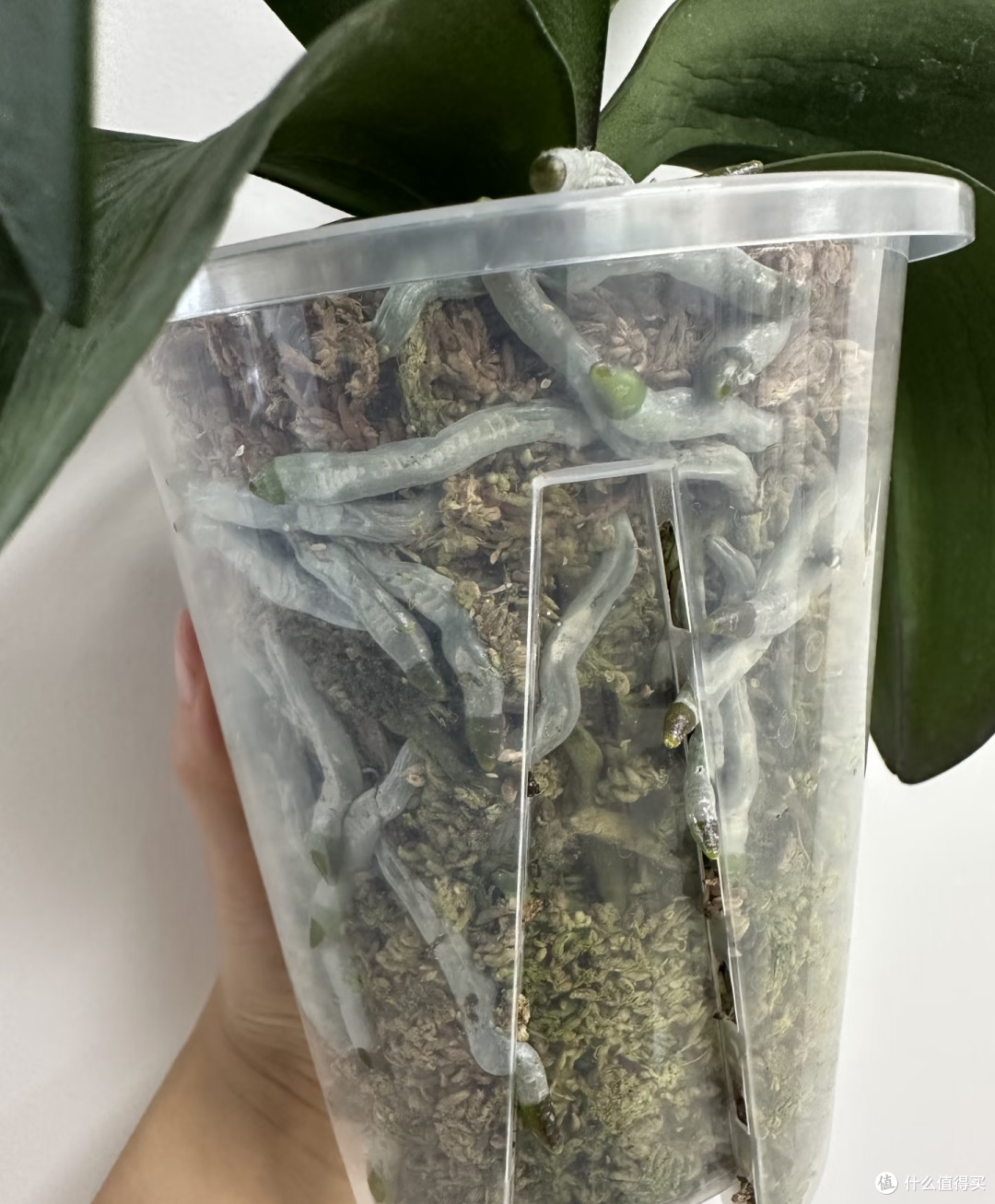 养蝴蝶兰手别欠！10月逼出多根花箭，就靠这4个“偷懒法”