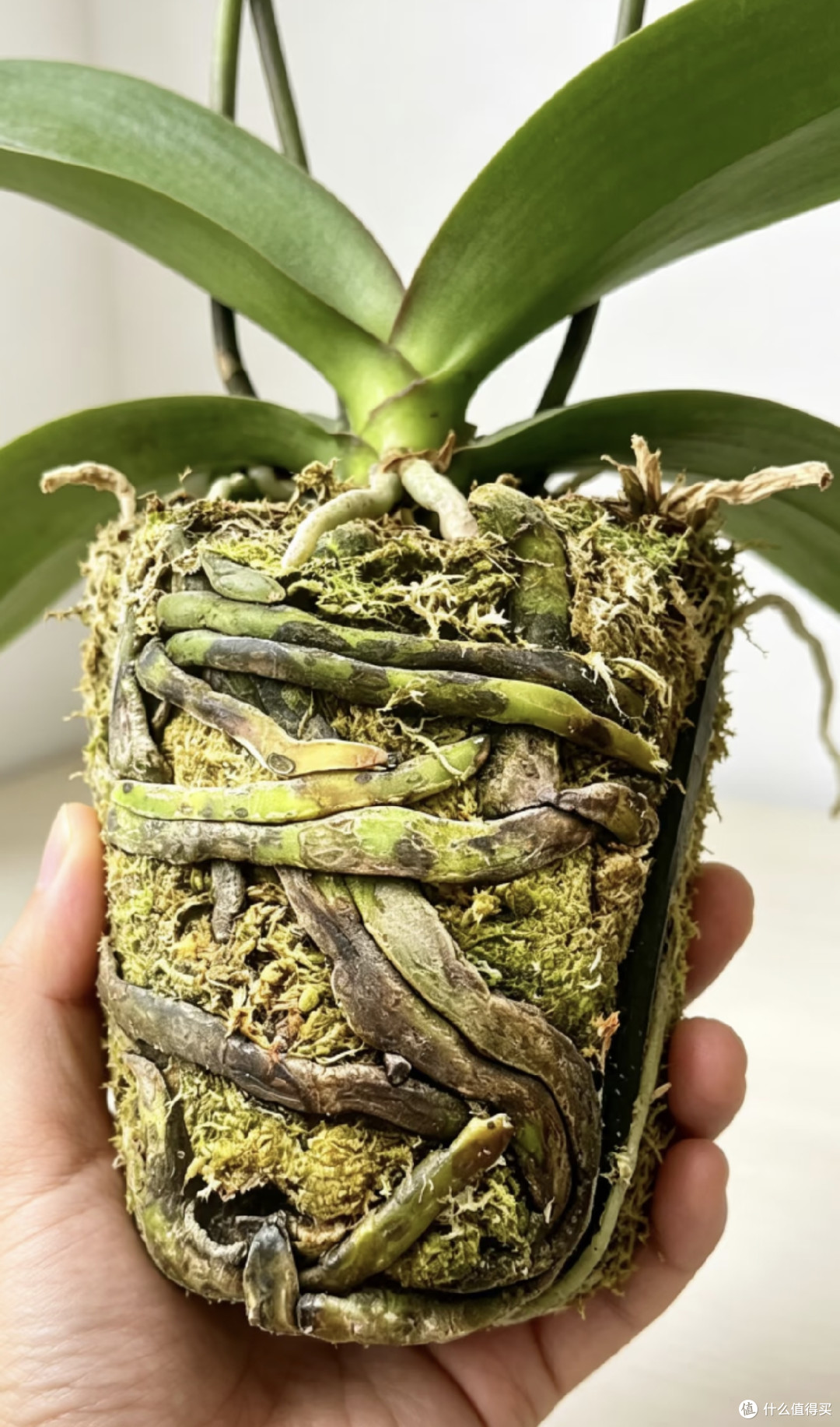 养蝴蝶兰手别欠！10月逼出多根花箭，就靠这4个“偷懒法”