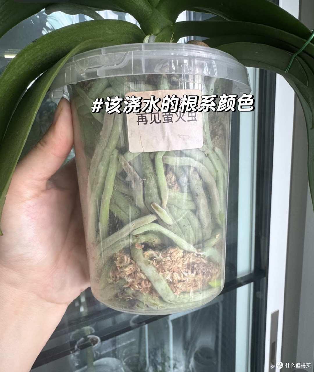 养蝴蝶兰手别欠！10月逼出多根花箭，就靠这4个“偷懒法”