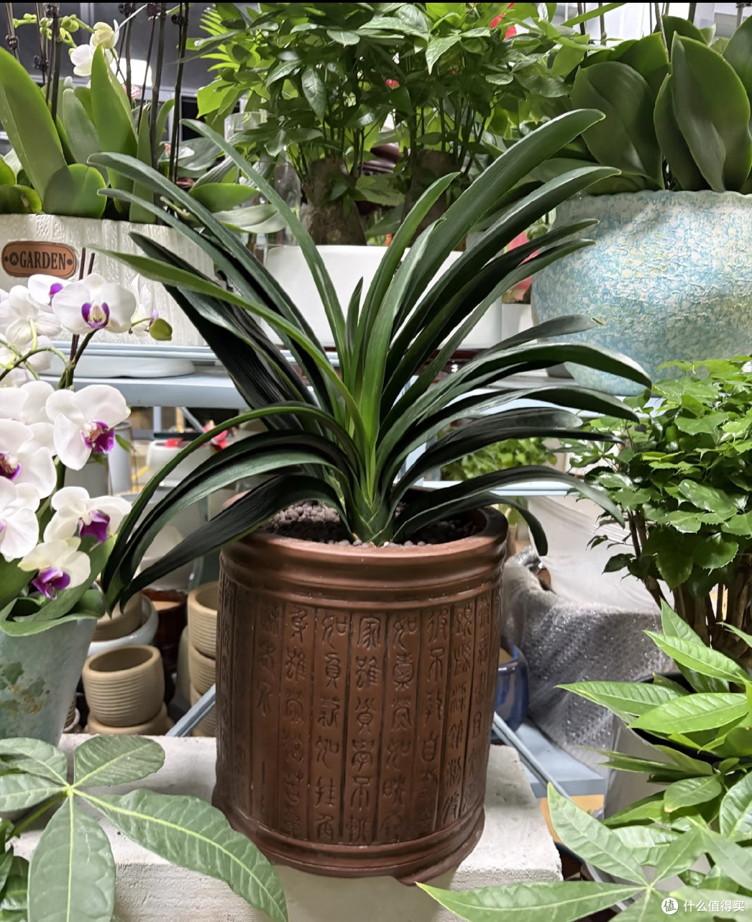 养了5年才懂,秋天君子兰浇水要反着来,否则春节没花看