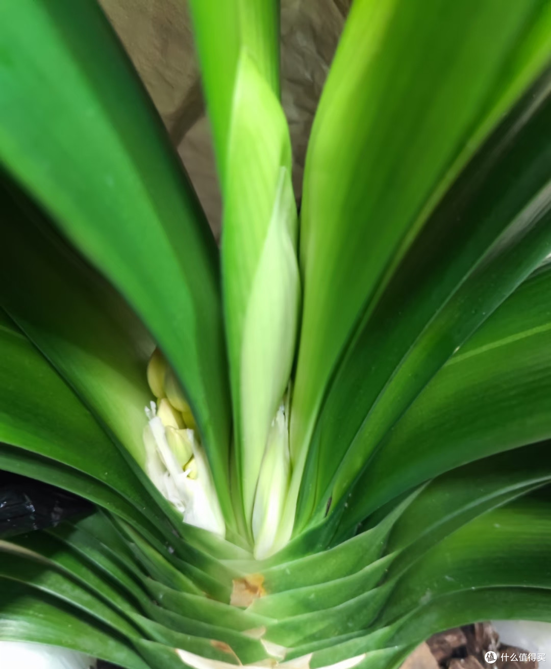 养了5年才懂,秋天君子兰浇水要反着来,否则春节没花看
