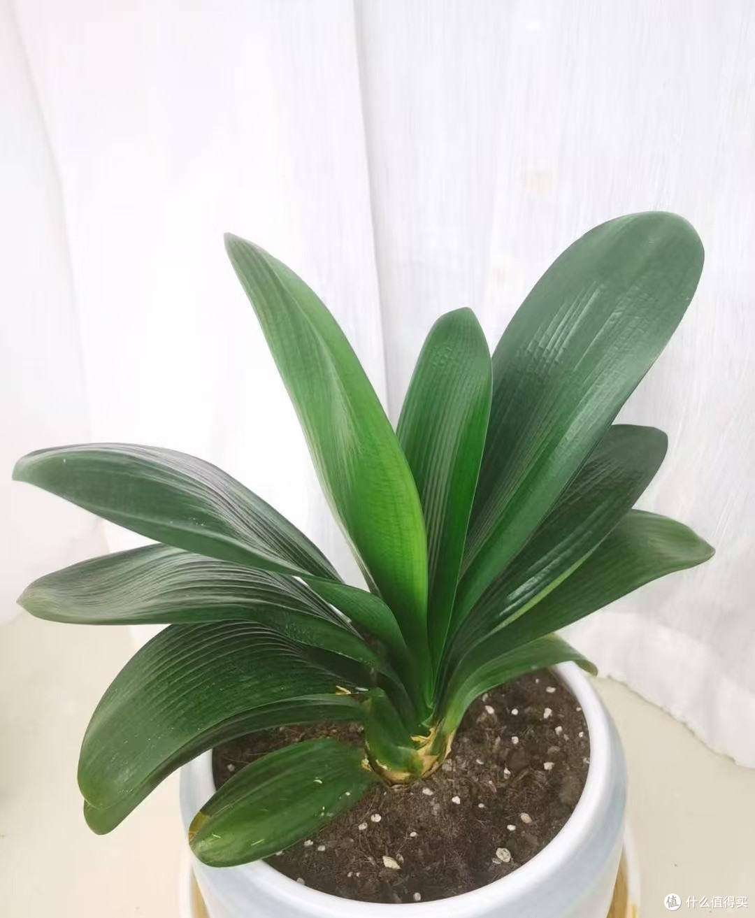 养了5年才懂,秋天君子兰浇水要反着来,否则春节没花看