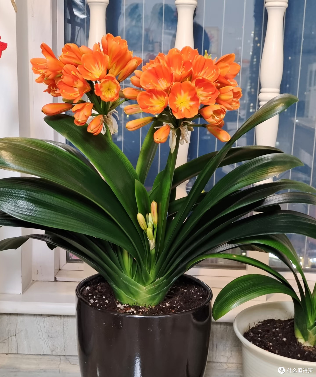 养了5年才懂,秋天君子兰浇水要反着来,否则春节没花看