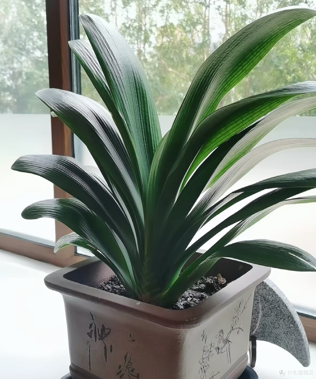 养了5年才懂,秋天君子兰浇水要反着来,否则春节没花看