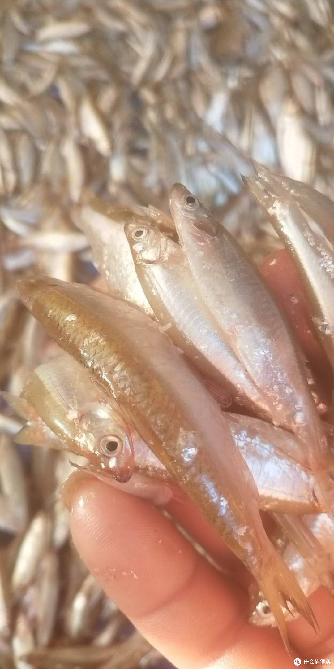 广西横州蓝刀鱼生的制作与风味