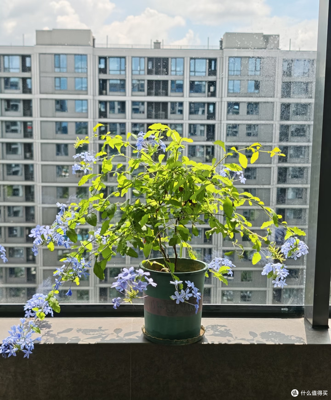 离10月底只剩9天！蓝雪花抓紧埋这把“肥”，冬天有花，开春早醒