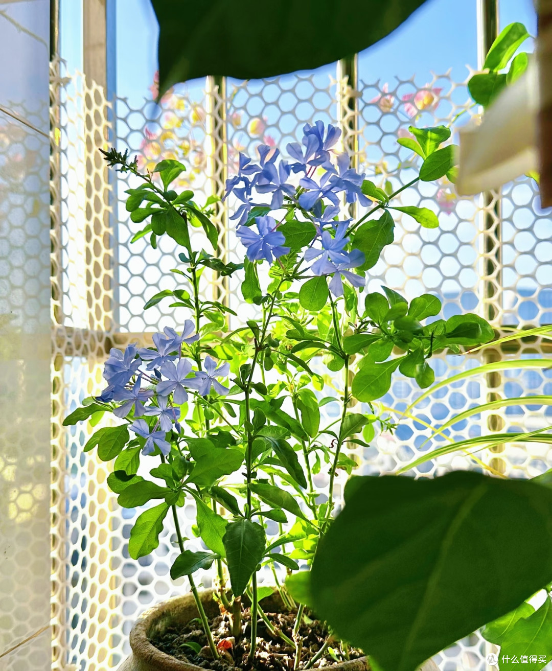 离10月底只剩9天！蓝雪花抓紧埋这把“肥”，冬天有花，开春早醒