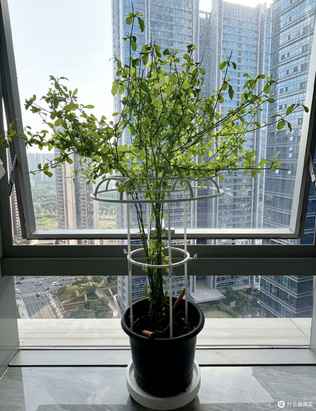 离10月底只剩9天！蓝雪花抓紧埋这把“肥”，冬天有花，开春早醒