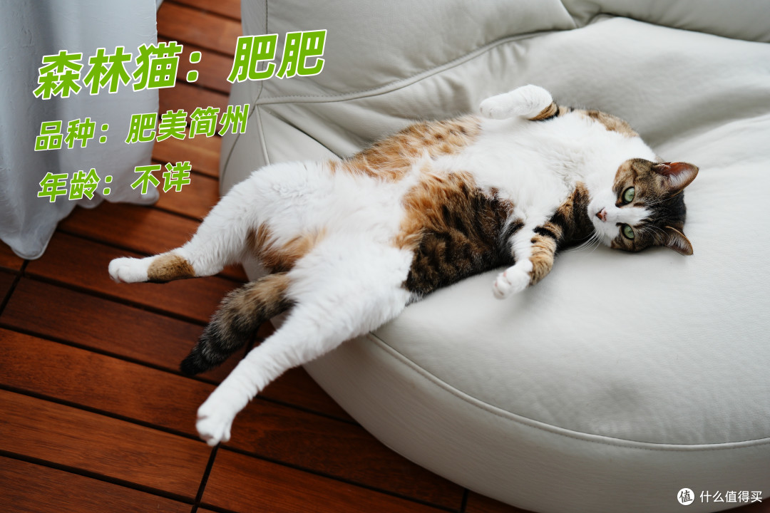 猫零食别乱买！双11选购攻略：口味功能一次说透