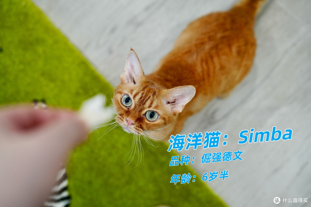 猫零食别乱买！双11选购攻略：口味功能一次说透