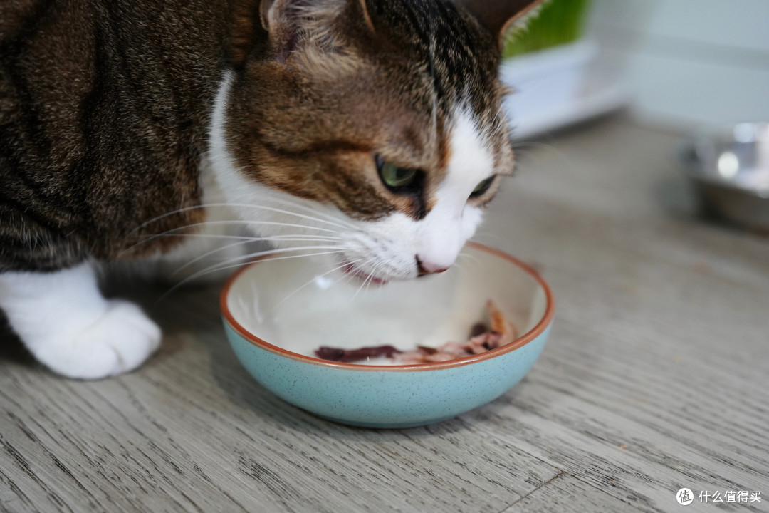 猫零食别乱买！双11选购攻略：口味功能一次说透