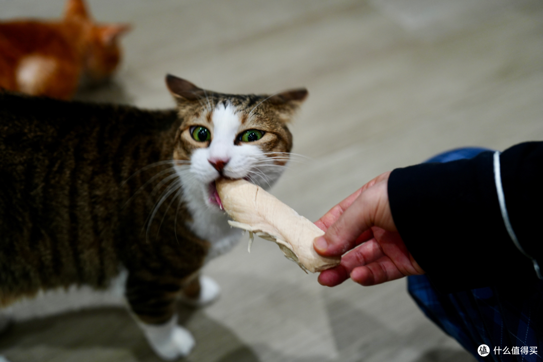 猫零食别乱买！双11选购攻略：口味功能一次说透