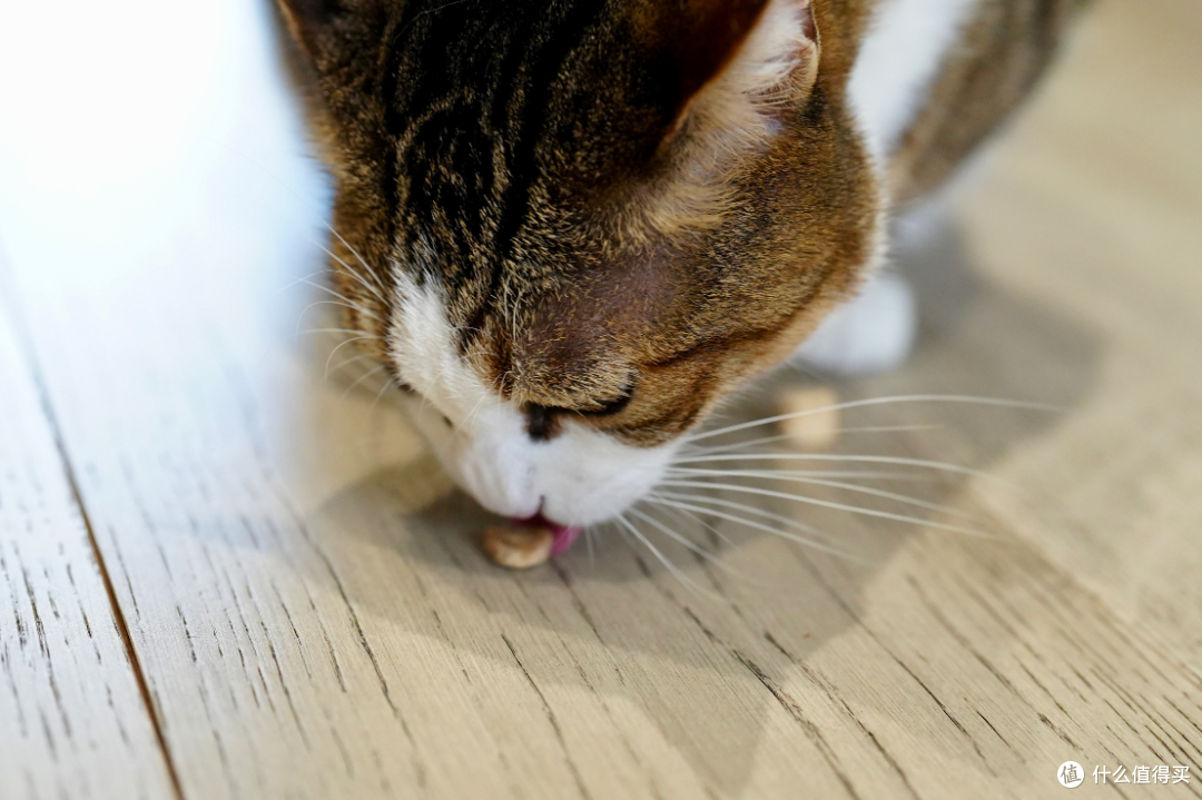 猫零食别乱买！双11选购攻略：口味功能一次说透