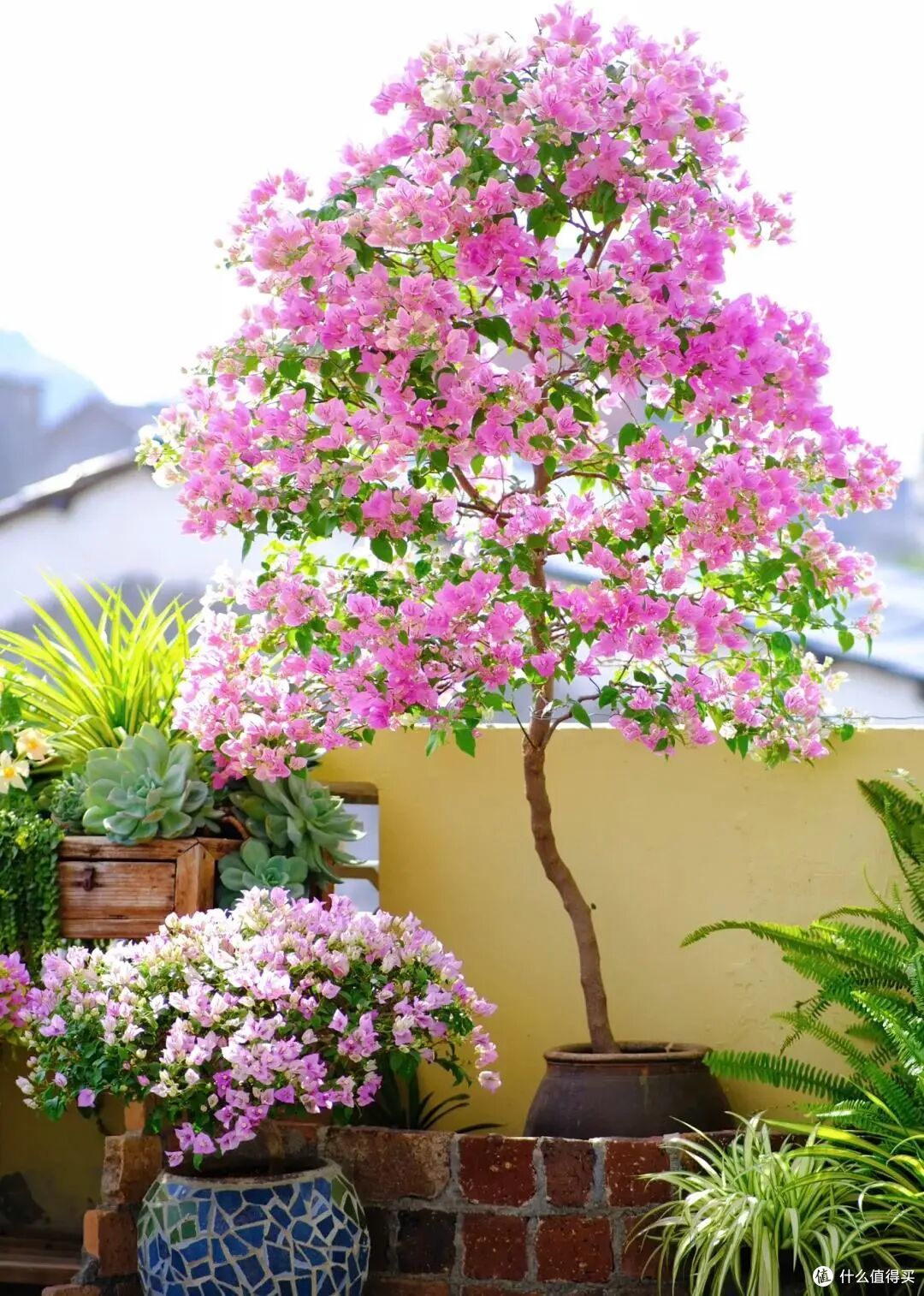 霜降后,赶紧“扦插”这9种花,沾土就生根,成活率比春天还高!