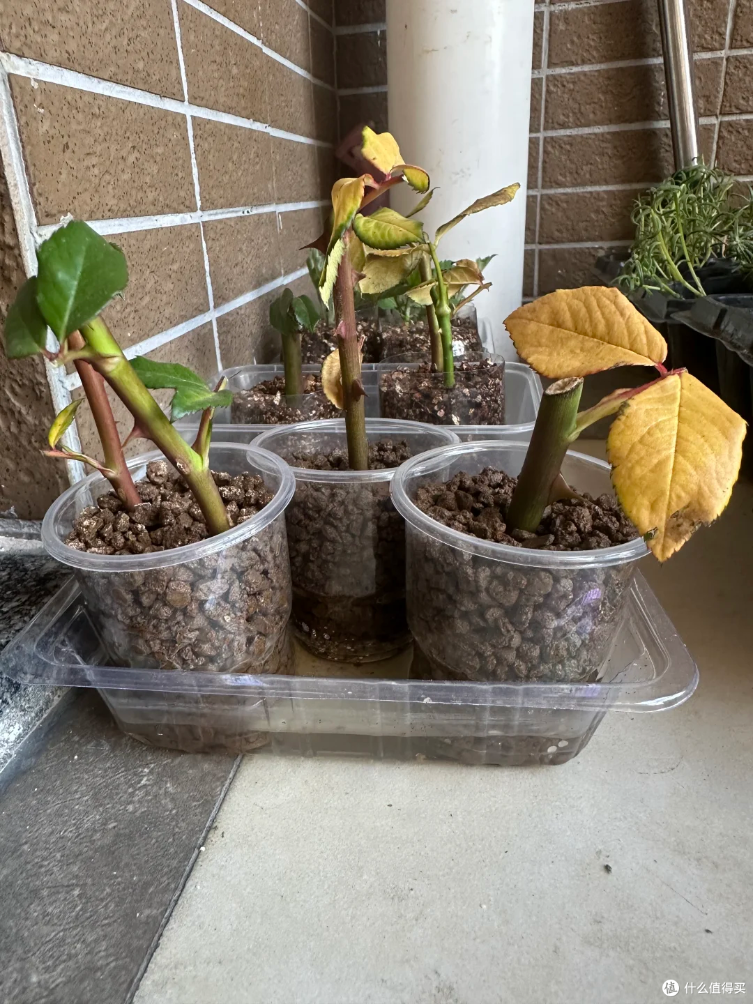 霜降后,赶紧“扦插”这9种花,沾土就生根,成活率比春天还高!