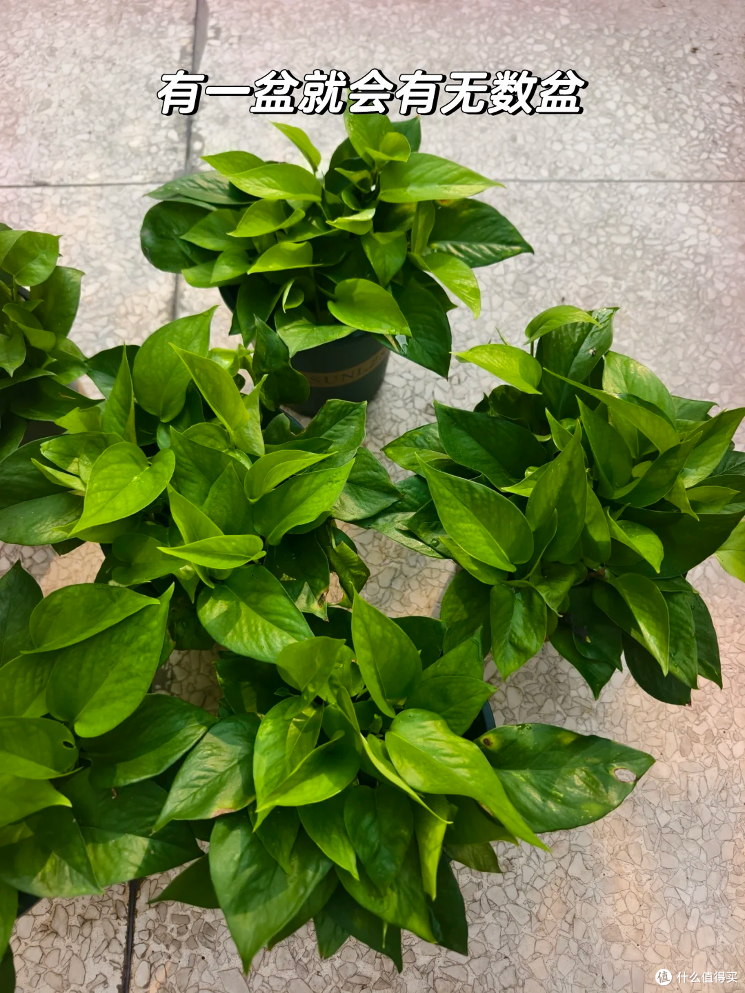 霜降后,赶紧“扦插”这9种花,沾土就生根,成活率比春天还高!