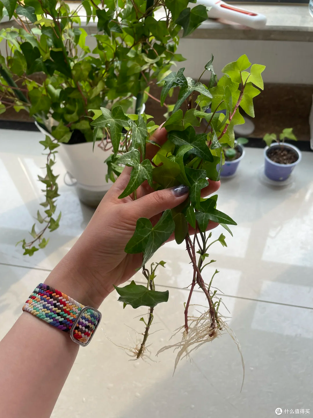 霜降后,赶紧“扦插”这9种花,沾土就生根,成活率比春天还高!