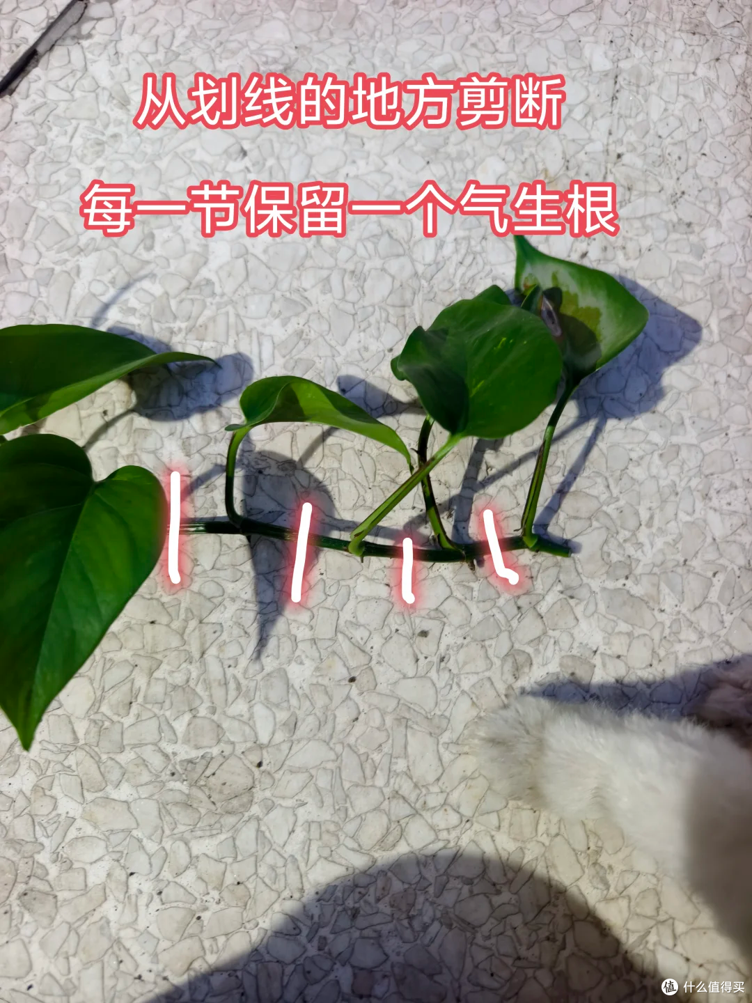 霜降后,赶紧“扦插”这9种花,沾土就生根,成活率比春天还高!