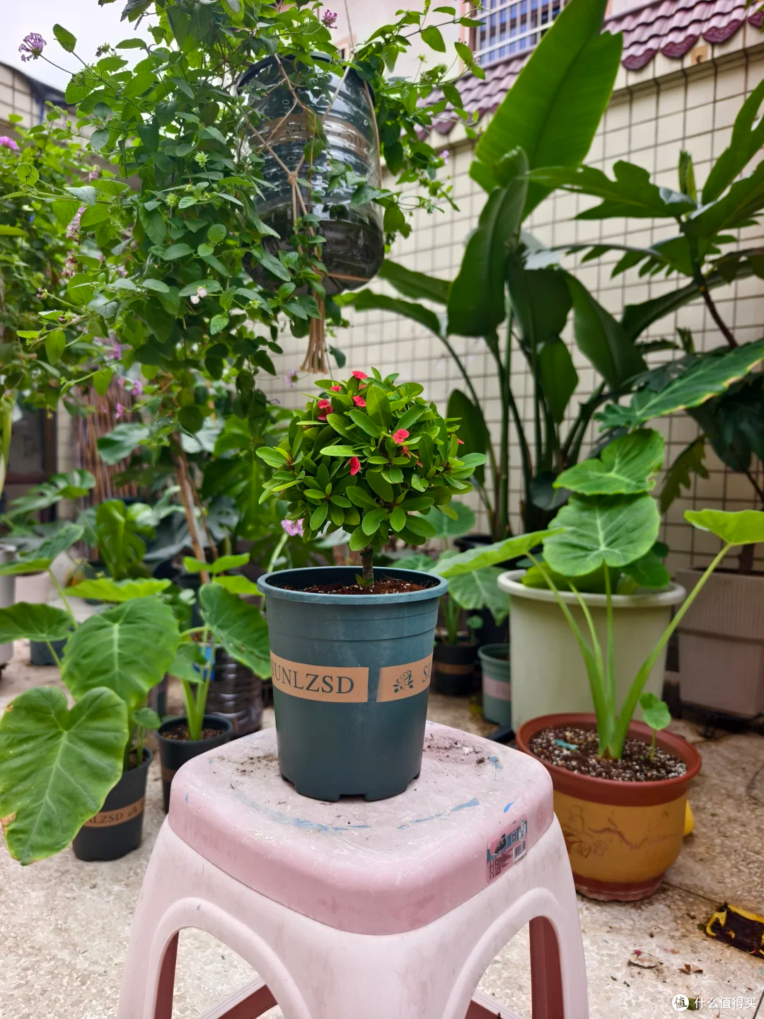 霜降后,赶紧“扦插”这9种花,沾土就生根,成活率比春天还高!