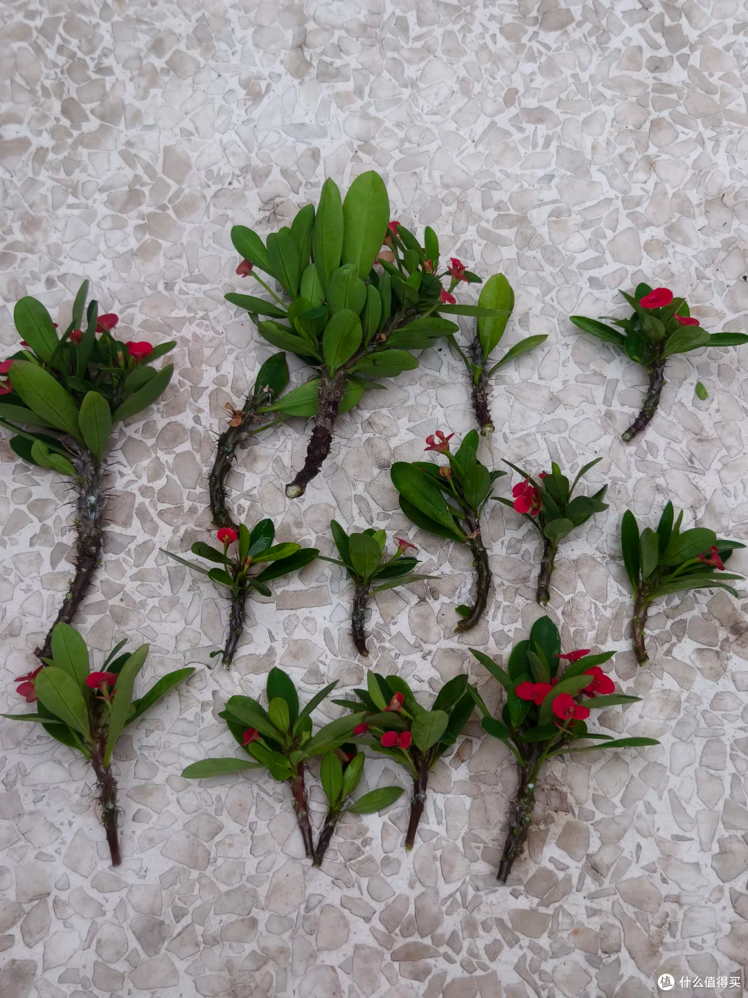 霜降后,赶紧“扦插”这9种花,沾土就生根,成活率比春天还高!