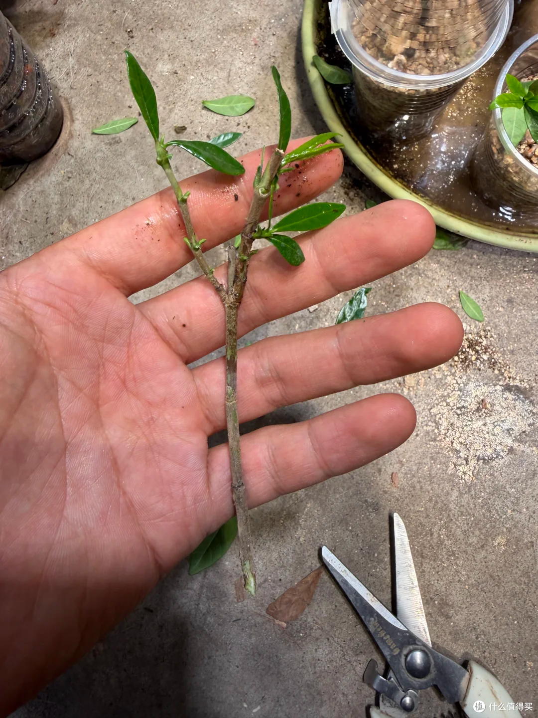 霜降后,赶紧“扦插”这9种花,沾土就生根,成活率比春天还高!