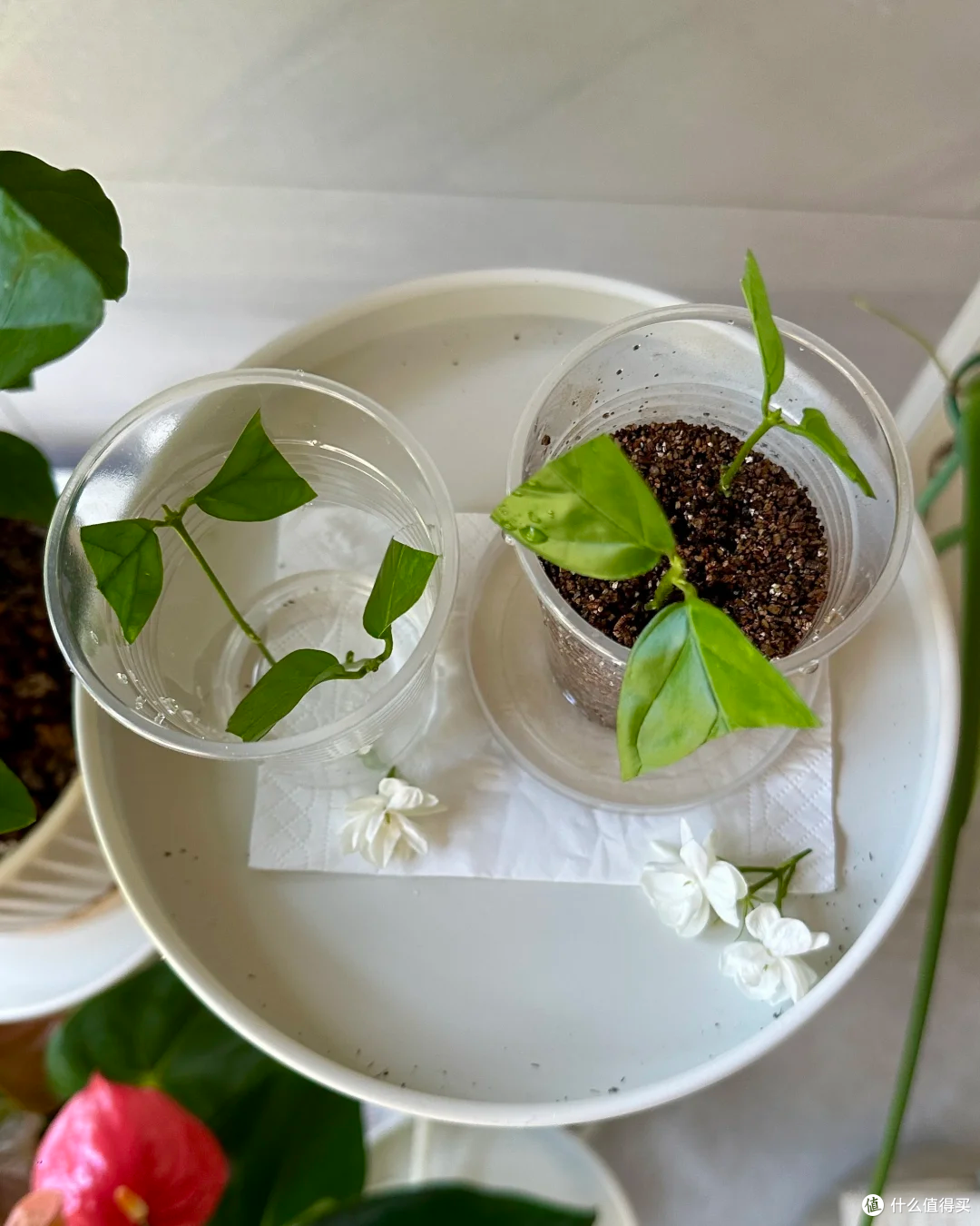 霜降后,赶紧“扦插”这9种花,沾土就生根,成活率比春天还高!