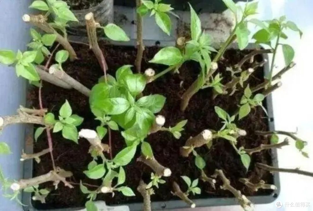 霜降后,赶紧“扦插”这9种花,沾土就生根,成活率比春天还高!