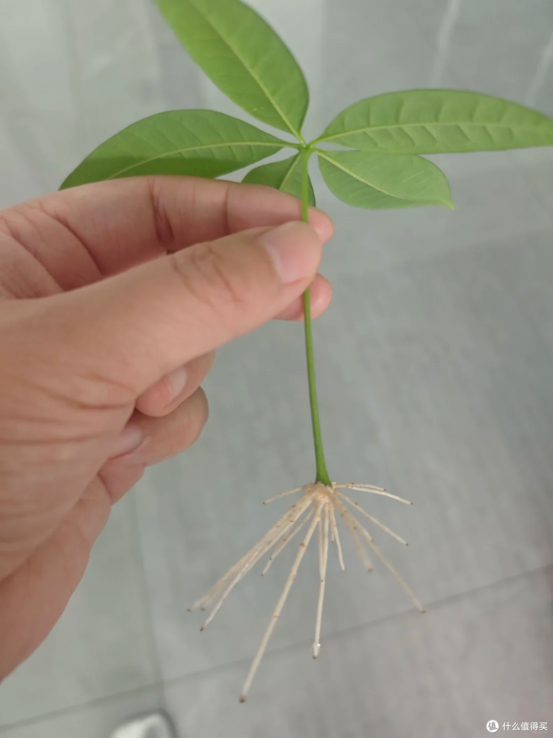 霜降后,赶紧“扦插”这9种花,沾土就生根,成活率比春天还高!