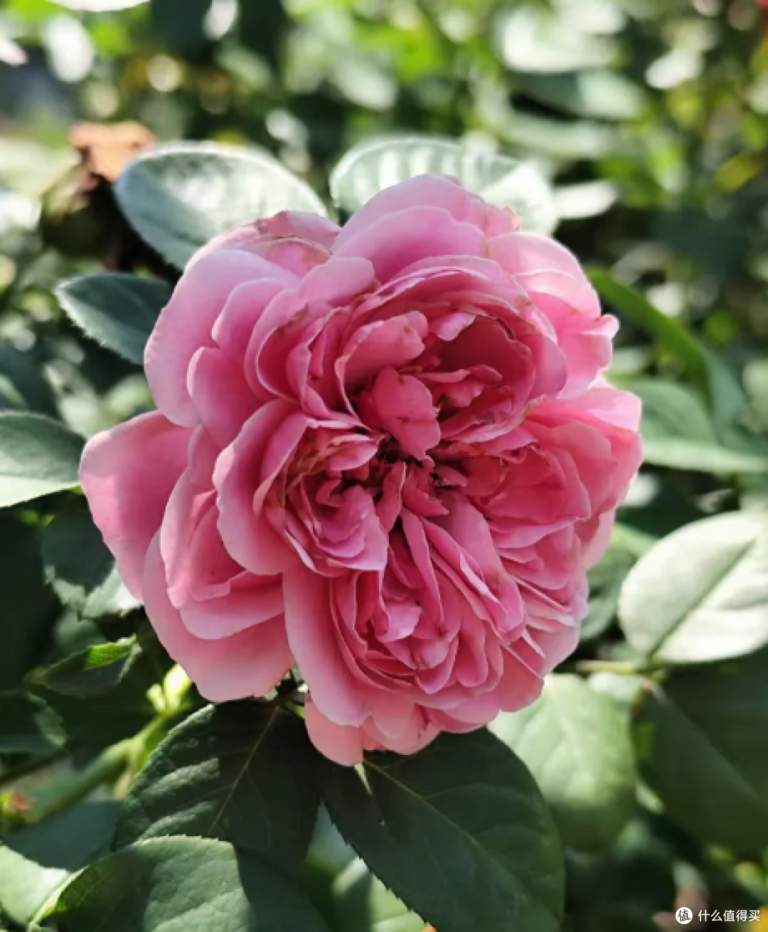 新手入门精酿,柔和花果款更容易接受