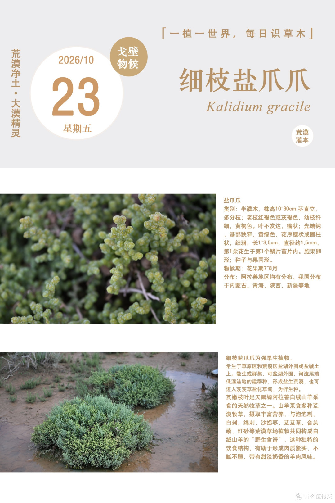 细枝盐爪爪：阿拉善白绒山羊肉的“风味密码”