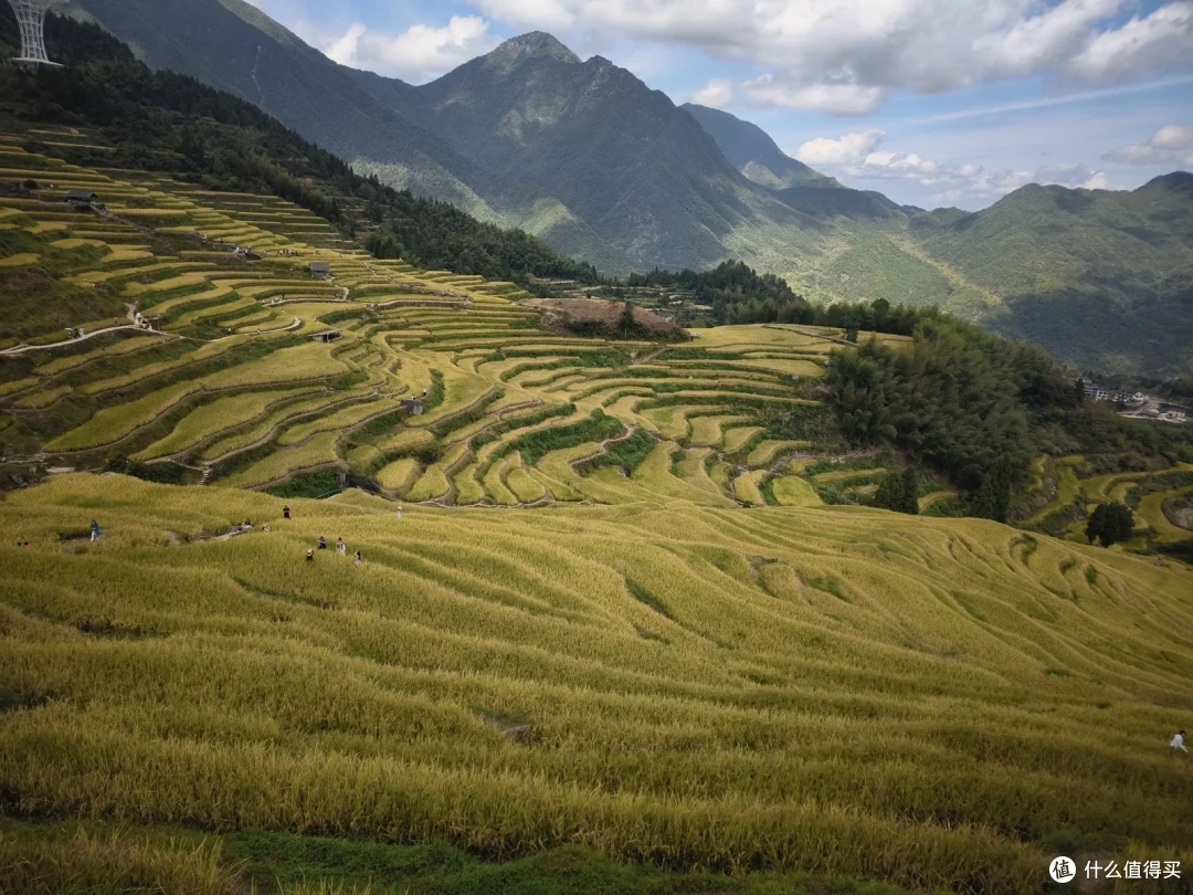 层层叠叠的金黄梯田铺满山谷，远处是连绵山脊
