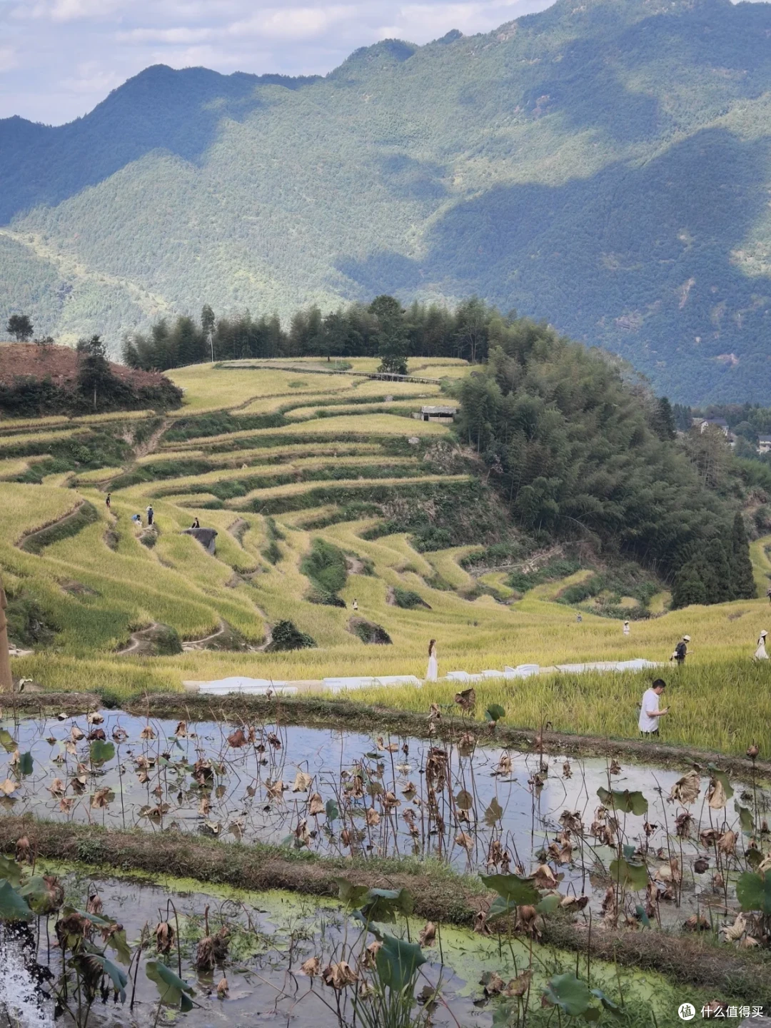 近处水塘里立着残荷，远处山坡上是层层梯田和走动的人