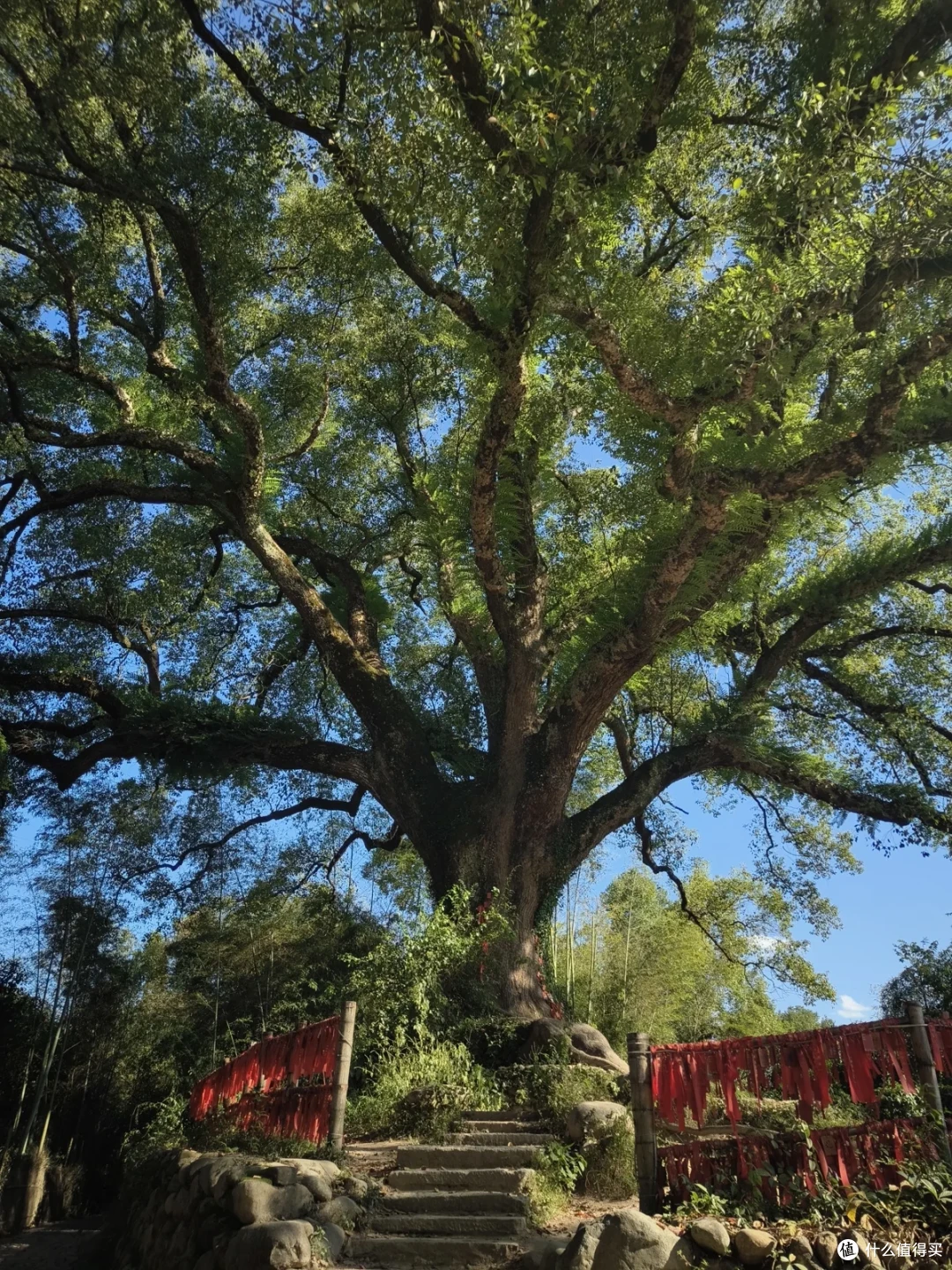 一棵巨大的古樟，树前是石阶和红色围栏