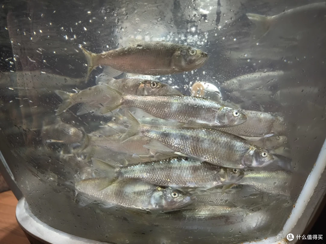 盆里游着十几条细长的小鱼，水面上是密集的气泡