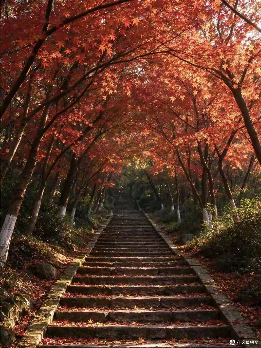 买灵芝孢子粉,品牌和成分我都怎么核对