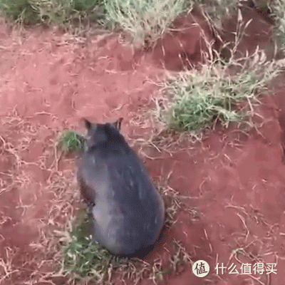 ▍爱丽丝泉袋鼠保育中心所收养的一只活泼的袋熊。视频 / © The Kangaroo Sanctuary Alice Springs