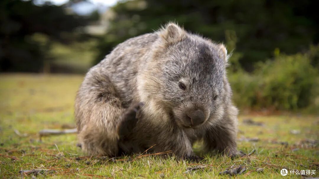 请停止散发你的魅力！图 / © Tourism Tasmania and Rob Burnett