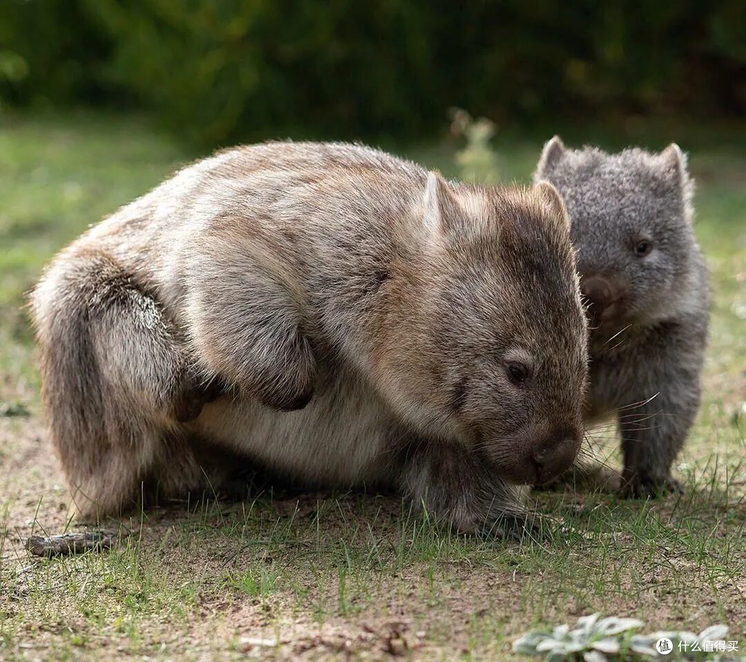 图 / ©  xsimonsimx via IG