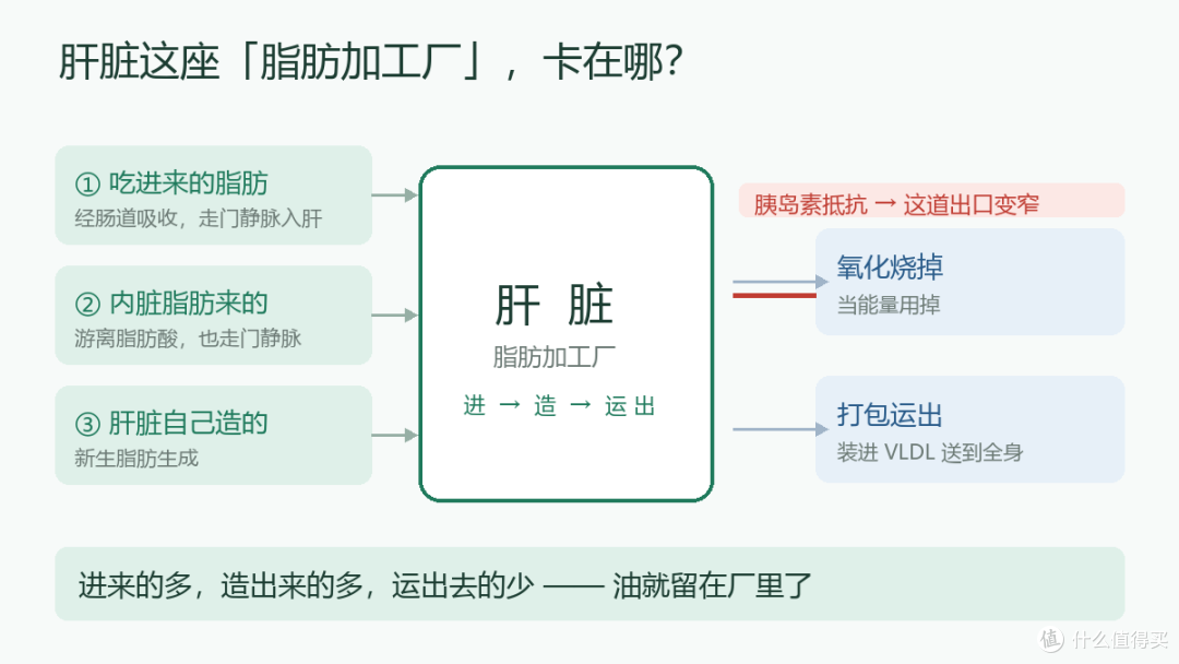 吃护肝片的人注意了：脂肪肝的根子在肝代谢，3个月这样减有惊喜