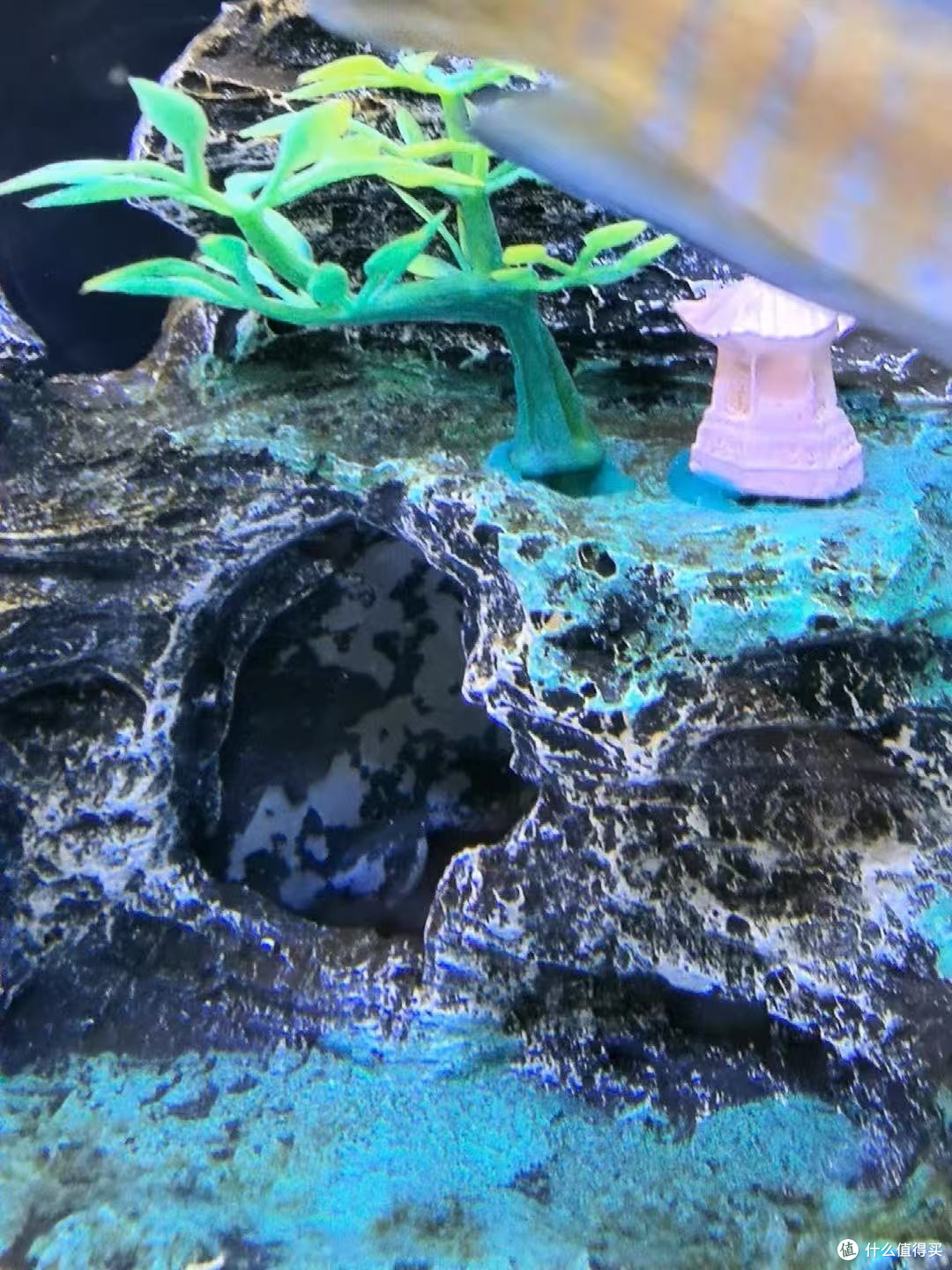 🐟胆小鱼儿必备！假山躲避洞，给小鱼一个安心小窝