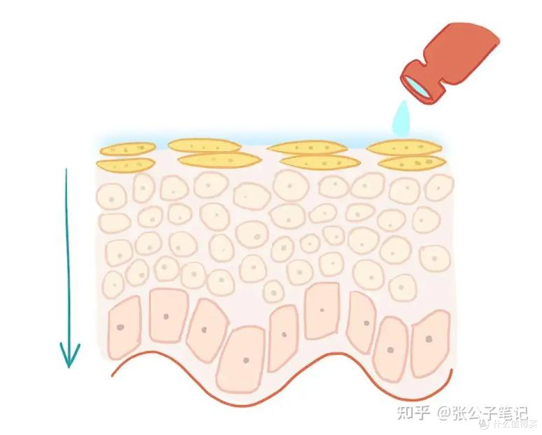 先分清：皮肤屏障到底是什么，为什么它比美白抗老更优先